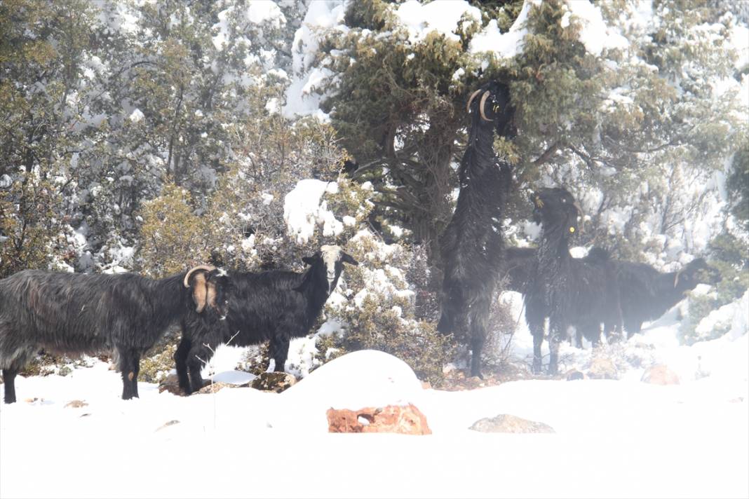 Konya'da çobanların karlı dağlardaki zorlu mesaisi fotoğraf karelerine yansıdı 10