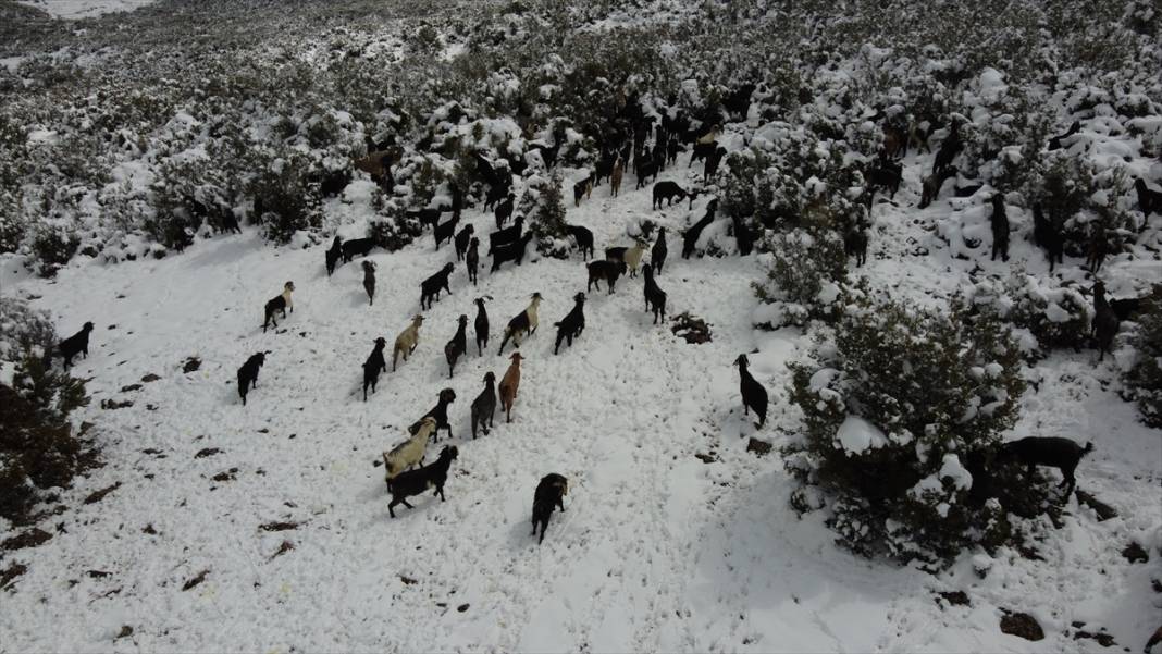 Konya'da çobanların karlı dağlardaki zorlu mesaisi fotoğraf karelerine yansıdı 3