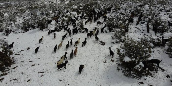 Konya'da çobanların karlı dağlardaki zorlu mesaisi fotoğraf karelerine yansıdı