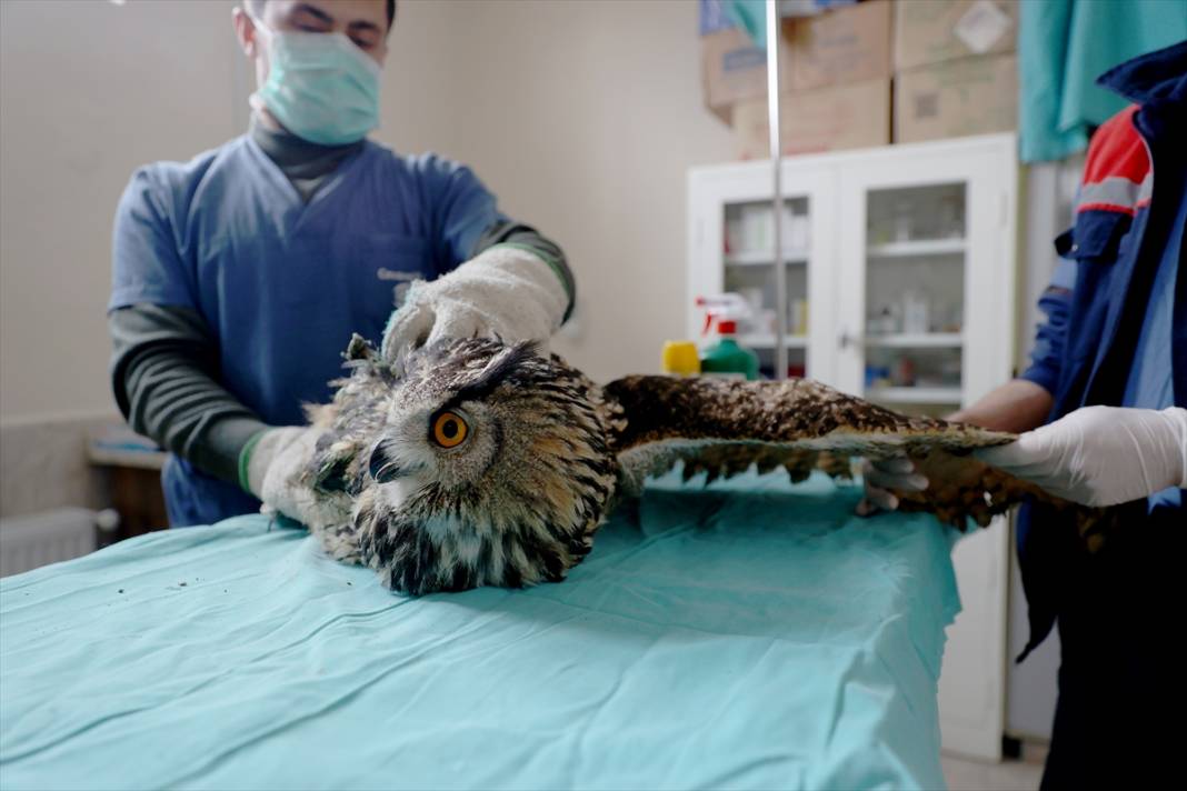 Konya'da avcıların vurduğu, uçma yetisini kaybeden puhu kuşuna özel bakım 2