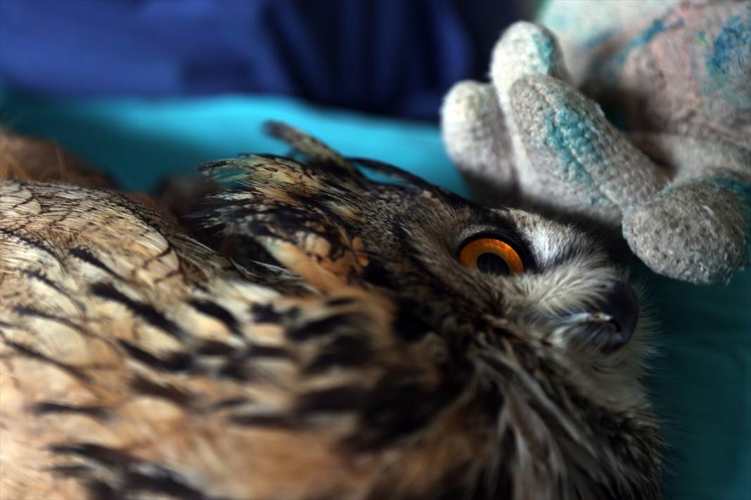 Konya'da avcıların vurduğu, uçma yetisini kaybeden puhu kuşuna özel bakım 5
