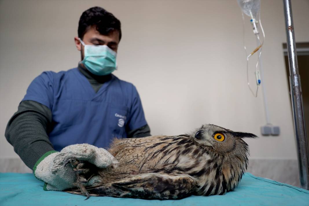 Konya'da avcıların vurduğu, uçma yetisini kaybeden puhu kuşuna özel bakım 6