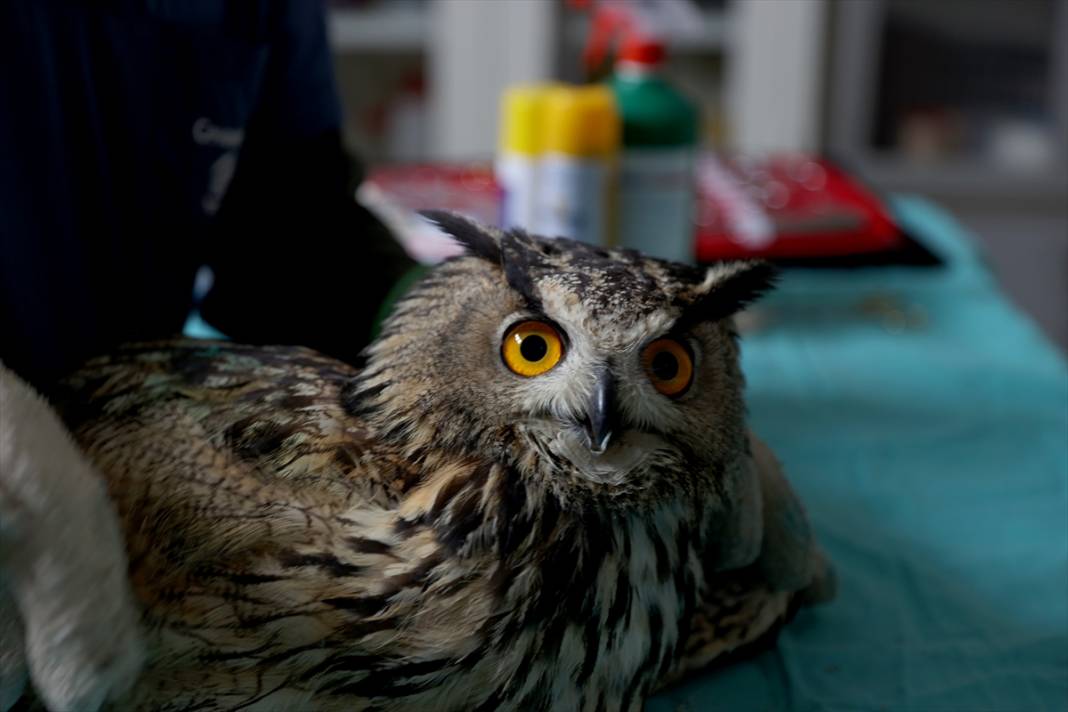Konya'da avcıların vurduğu, uçma yetisini kaybeden puhu kuşuna özel bakım 7