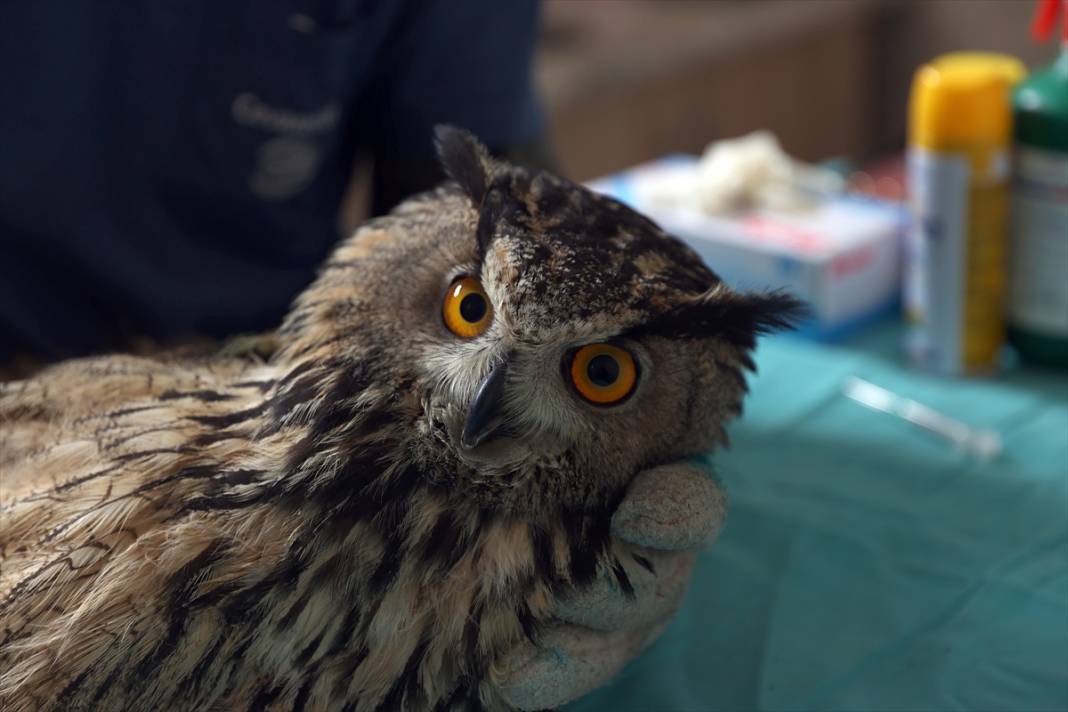 Konya'da avcıların vurduğu, uçma yetisini kaybeden puhu kuşuna özel bakım 8