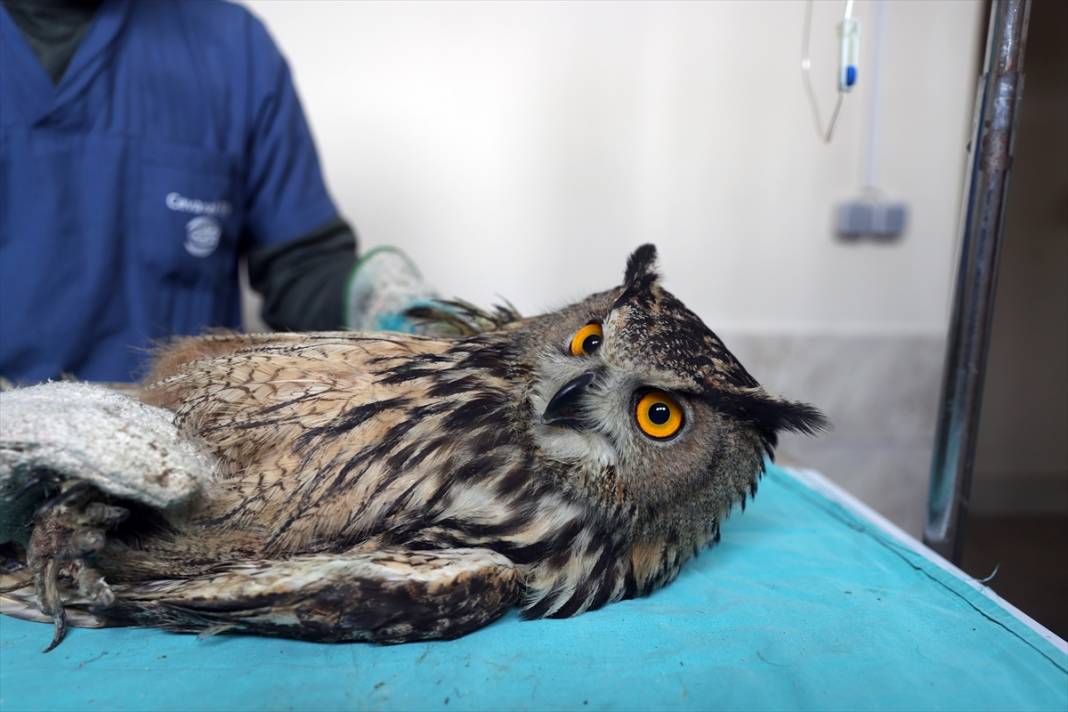 Konya'da avcıların vurduğu, uçma yetisini kaybeden puhu kuşuna özel bakım 9