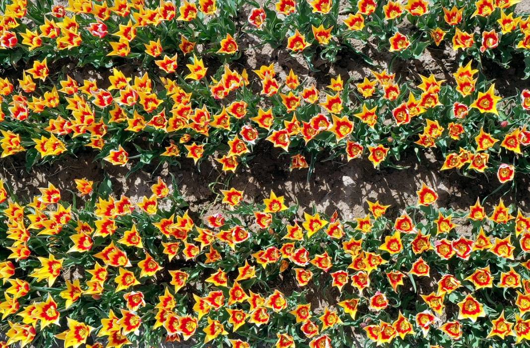 Konya'da yerdeki gökkuşağı olarak nitelendirilen laleler çiçeklendi 7