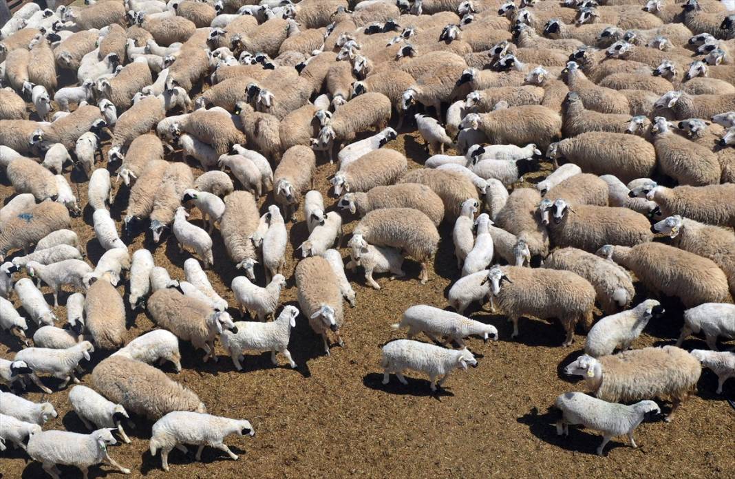Konya'da binlerce kuzunun 'süt koşusu' renkli görüntülere sahne oldu 11
