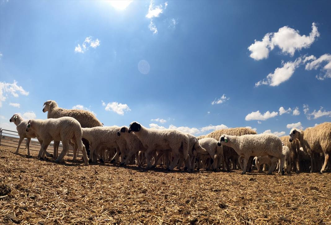 Konya'da binlerce kuzunun 'süt koşusu' renkli görüntülere sahne oldu 13