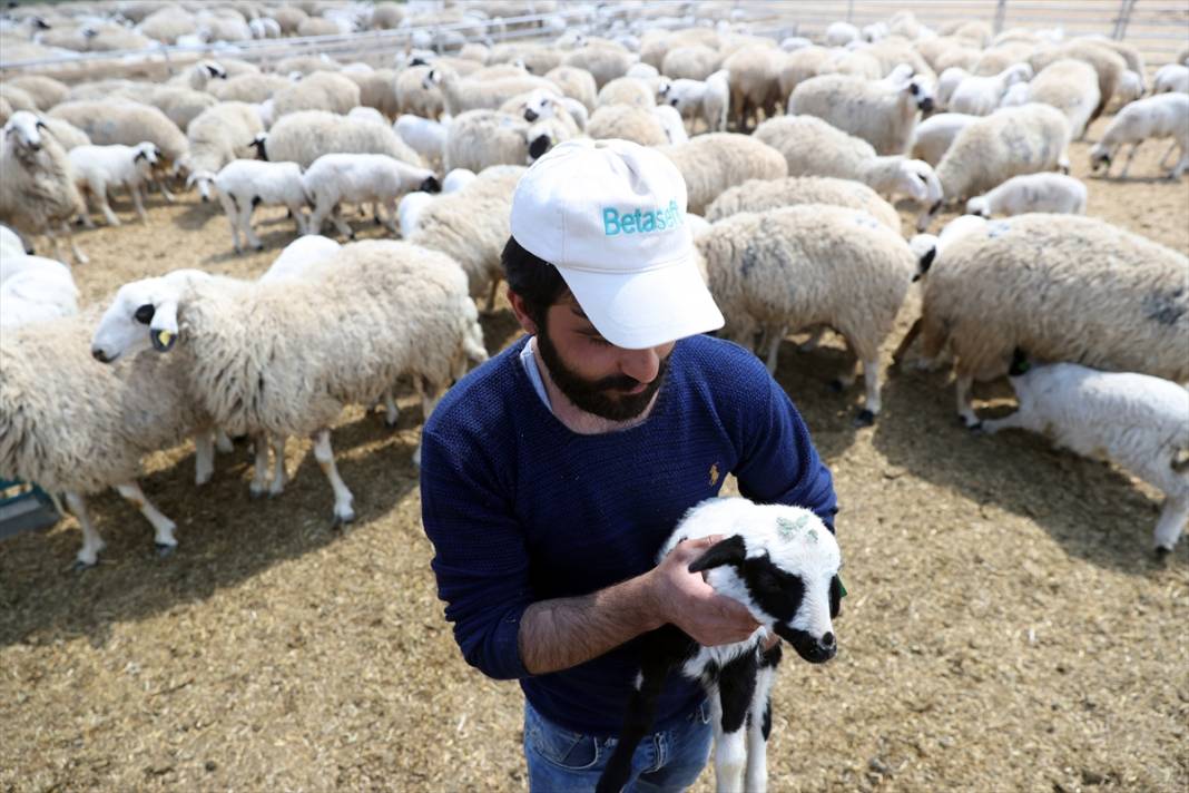 Konya'da binlerce kuzunun 'süt koşusu' renkli görüntülere sahne oldu 16