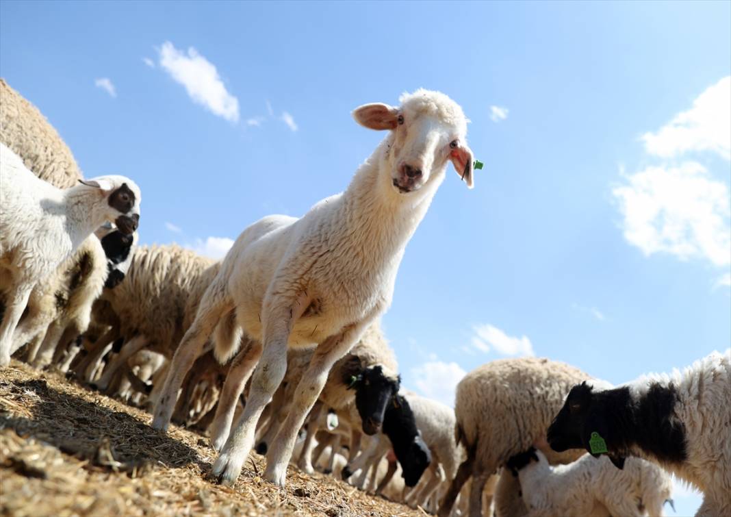 Konya'da binlerce kuzunun 'süt koşusu' renkli görüntülere sahne oldu 17