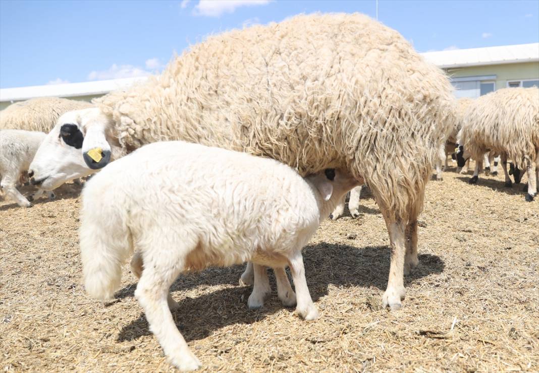 Konya'da binlerce kuzunun 'süt koşusu' renkli görüntülere sahne oldu 19