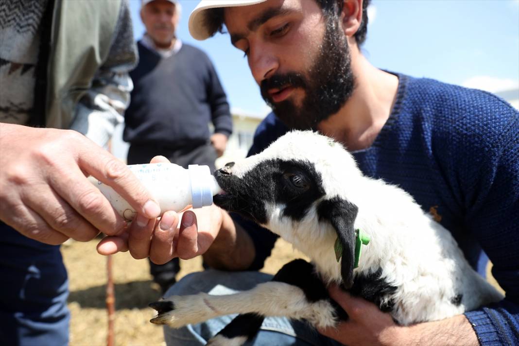 Konya'da binlerce kuzunun 'süt koşusu' renkli görüntülere sahne oldu 20