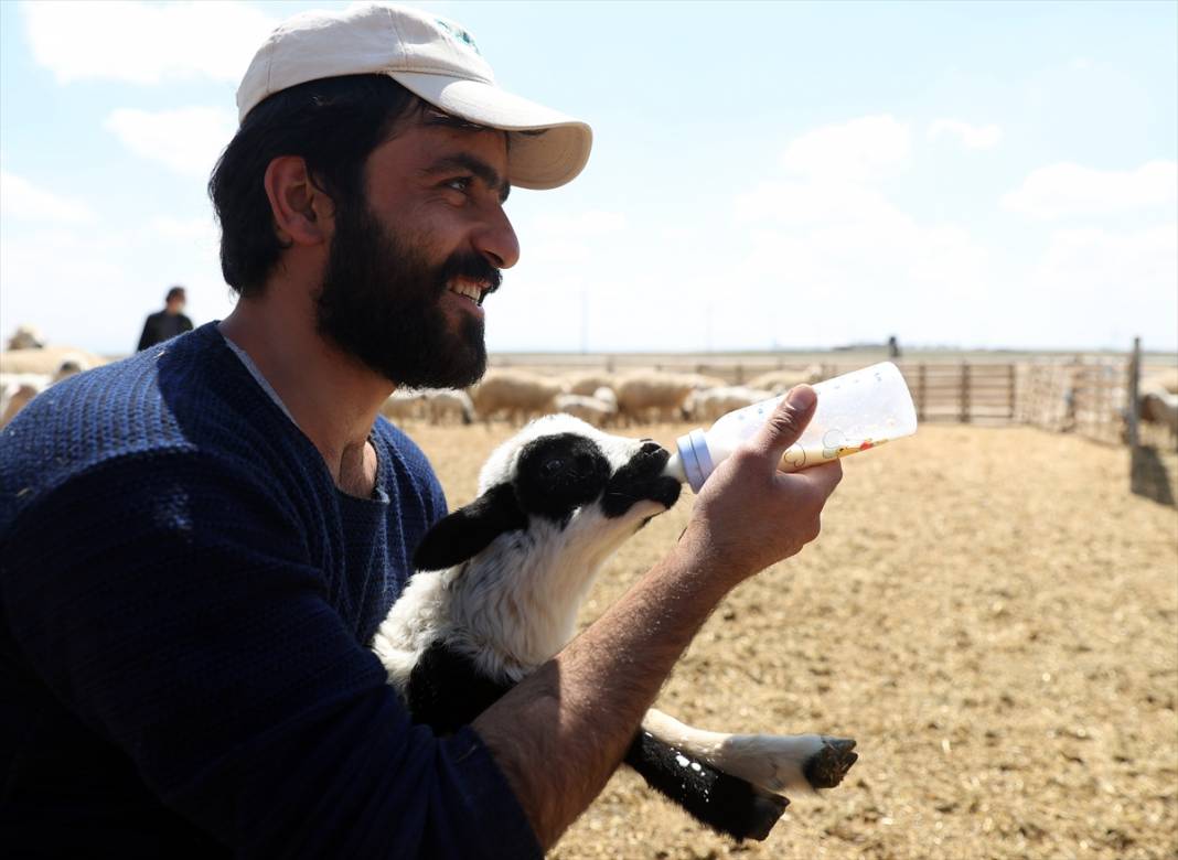 Konya'da binlerce kuzunun 'süt koşusu' renkli görüntülere sahne oldu 21
