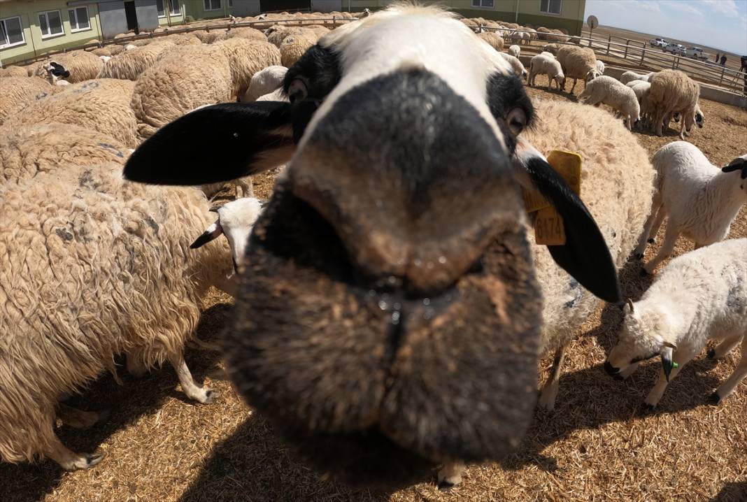 Konya'da binlerce kuzunun 'süt koşusu' renkli görüntülere sahne oldu 23