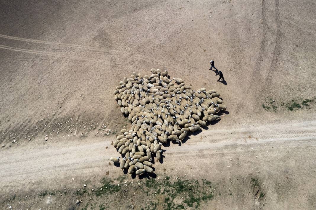 Konya'da binlerce kuzunun 'süt koşusu' renkli görüntülere sahne oldu 7