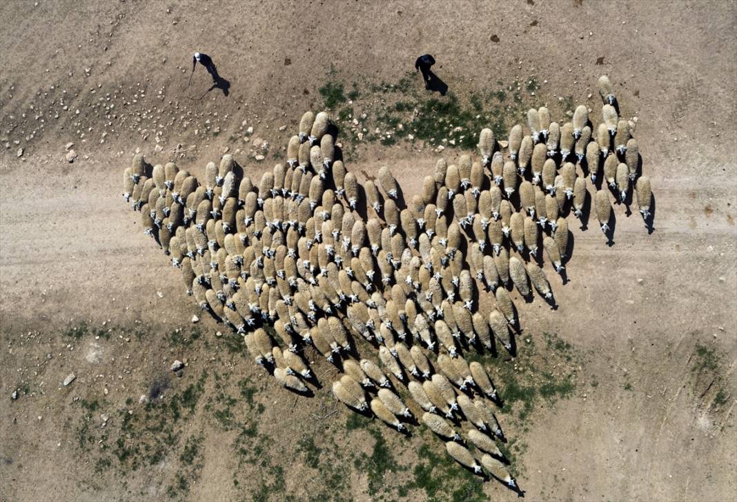 Konya'da binlerce kuzunun 'süt koşusu' renkli görüntülere sahne oldu 8