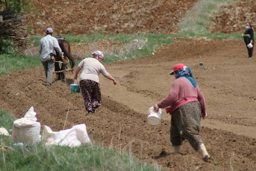 Konya'da çiftçilerin, binek hayvanlarıyla şeker fasulyesi ekim mesaisi başladı 1