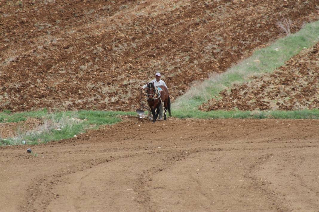 Konya'da çiftçilerin, binek hayvanlarıyla şeker fasulyesi ekim mesaisi başladı 10