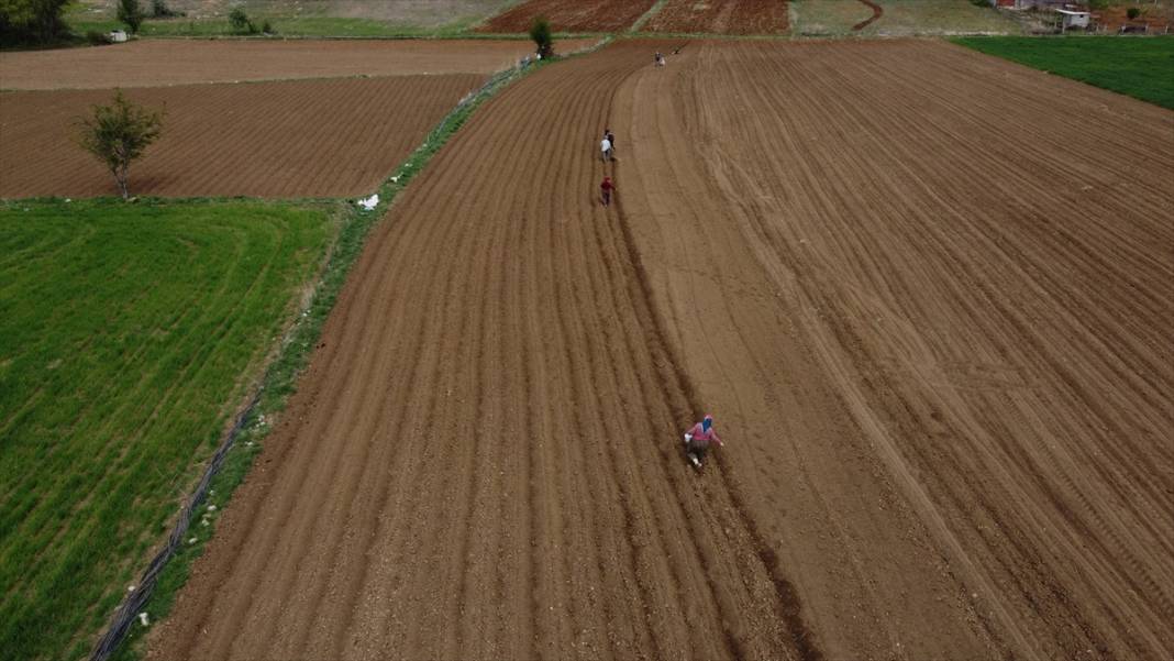 Konya'da çiftçilerin, binek hayvanlarıyla şeker fasulyesi ekim mesaisi başladı 11