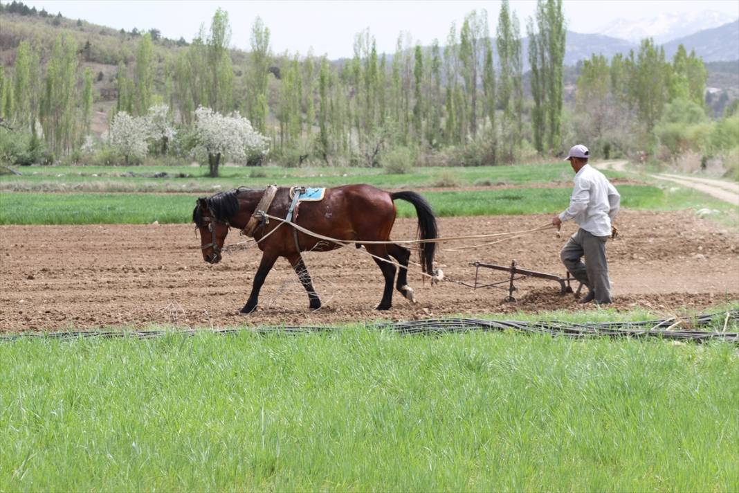 Konya'da çiftçilerin, binek hayvanlarıyla şeker fasulyesi ekim mesaisi başladı 2