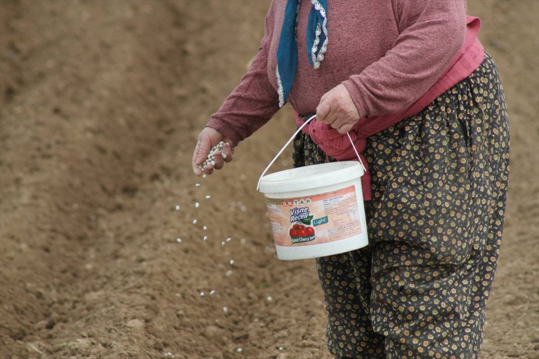 Konya'da çiftçilerin, binek hayvanlarıyla şeker fasulyesi ekim mesaisi başladı 3