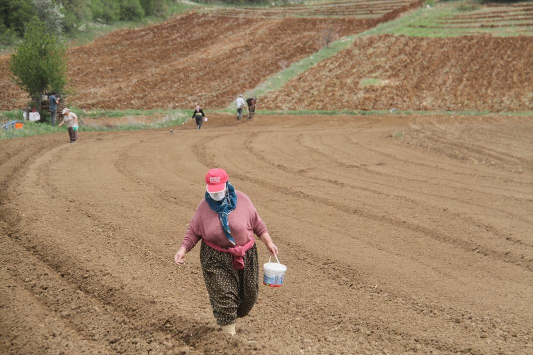 Konya'da çiftçilerin, binek hayvanlarıyla şeker fasulyesi ekim mesaisi başladı 4
