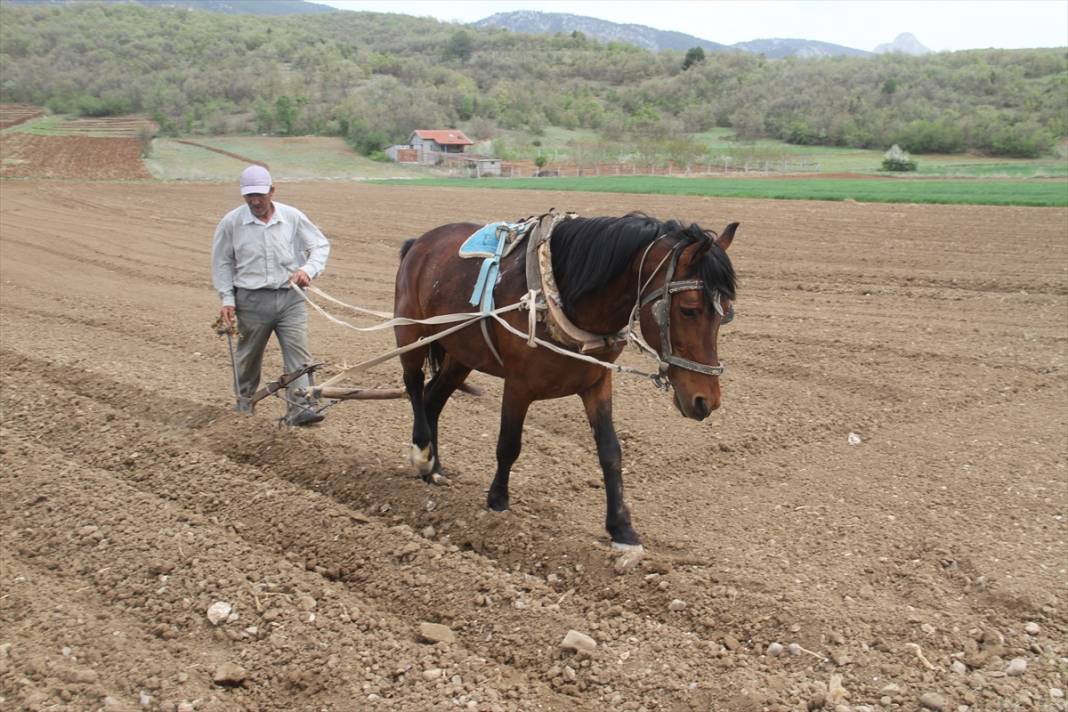 Konya'da çiftçilerin, binek hayvanlarıyla şeker fasulyesi ekim mesaisi başladı 7