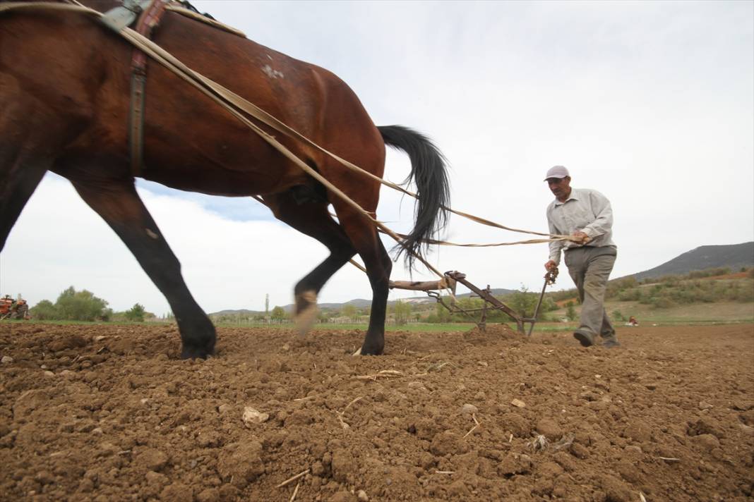 Konya'da çiftçilerin, binek hayvanlarıyla şeker fasulyesi ekim mesaisi başladı 9