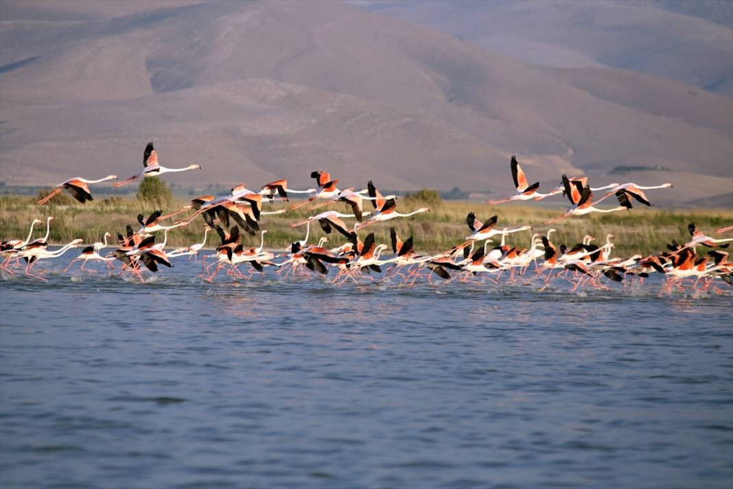 Akgöl sazlıkları flamingolarla ayrı bir güzelliğe büründü 12