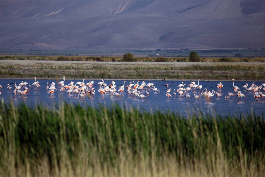 Akgöl sazlıkları flamingolarla ayrı bir güzelliğe büründü 13