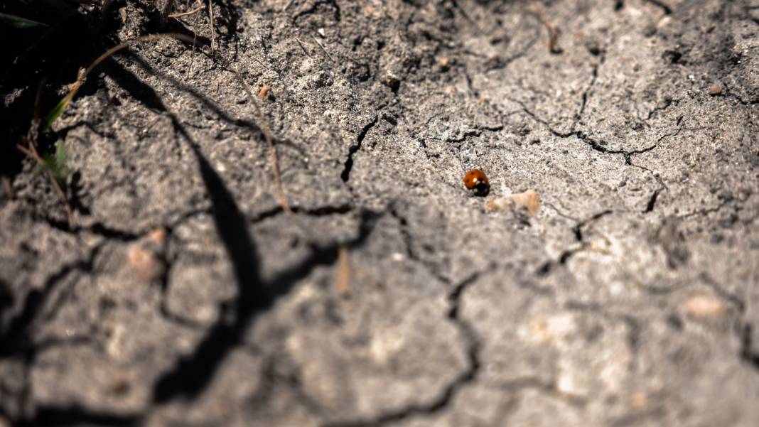 Konya Ovası’nda kuraklık krizi! Tarlalar, mera oldu 12