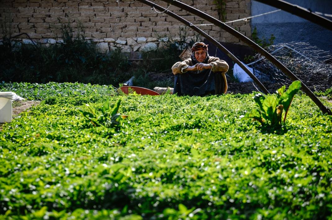 Konya'da anne ve kızları ata tohumuyla başladıkları fide üretiminde talebe yetişemiyor 13