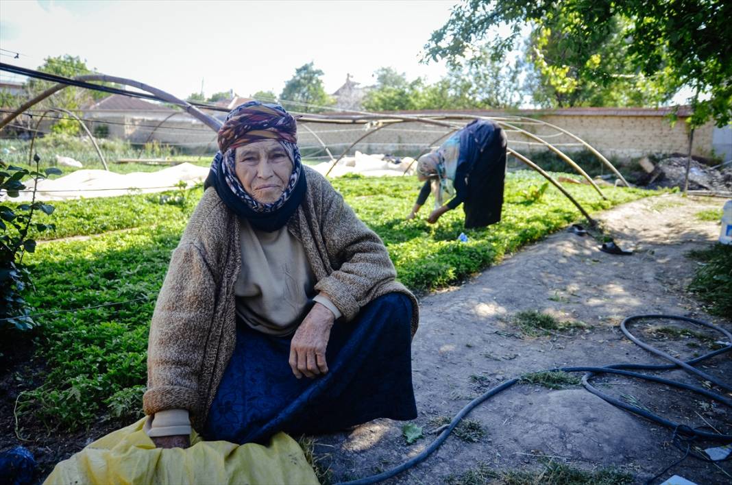 Konya'da anne ve kızları ata tohumuyla başladıkları fide üretiminde talebe yetişemiyor 8