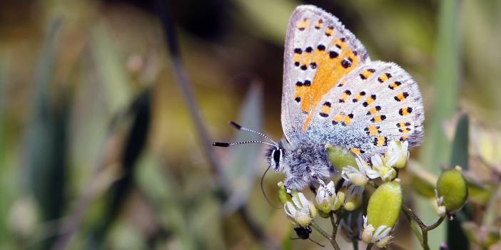 Konya’nın bu bölgesinde 167 tür kelebek yaşıyor! Doğa tutkunlarının gözdesi