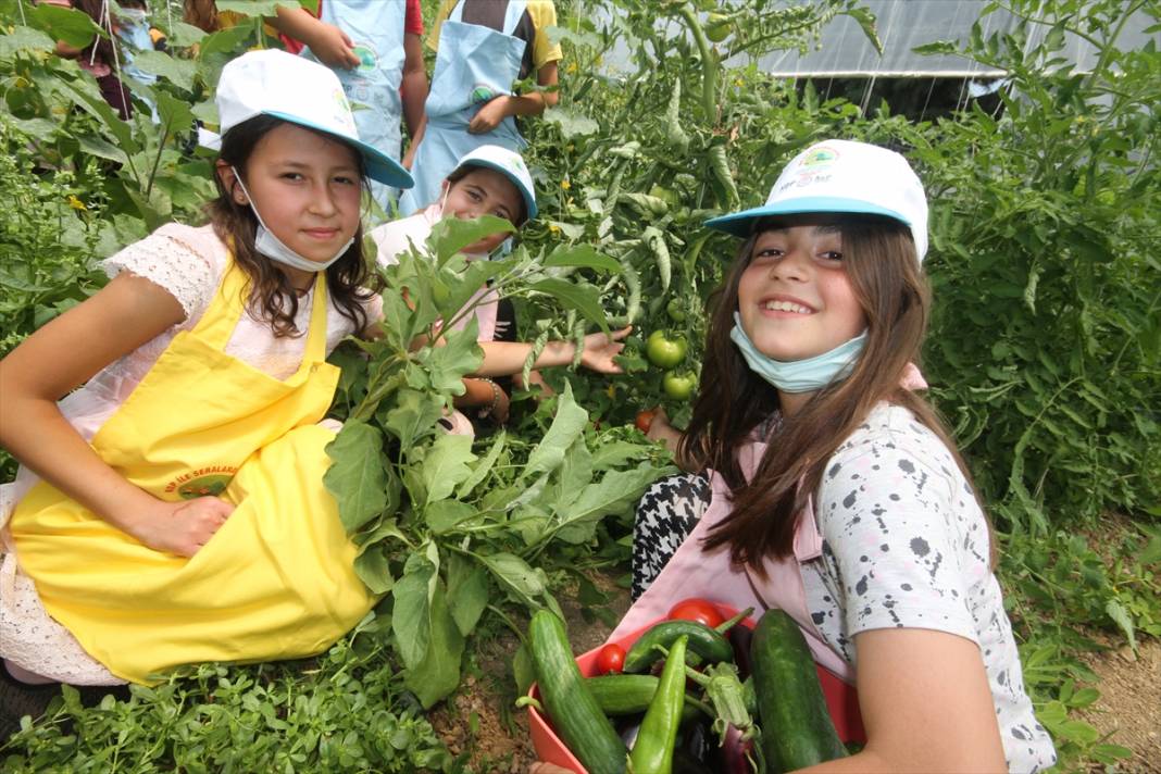Minik eller, okul bahçesindeki serada ata tohumlarıyla tarım ürünleri yetiştiriyor 10