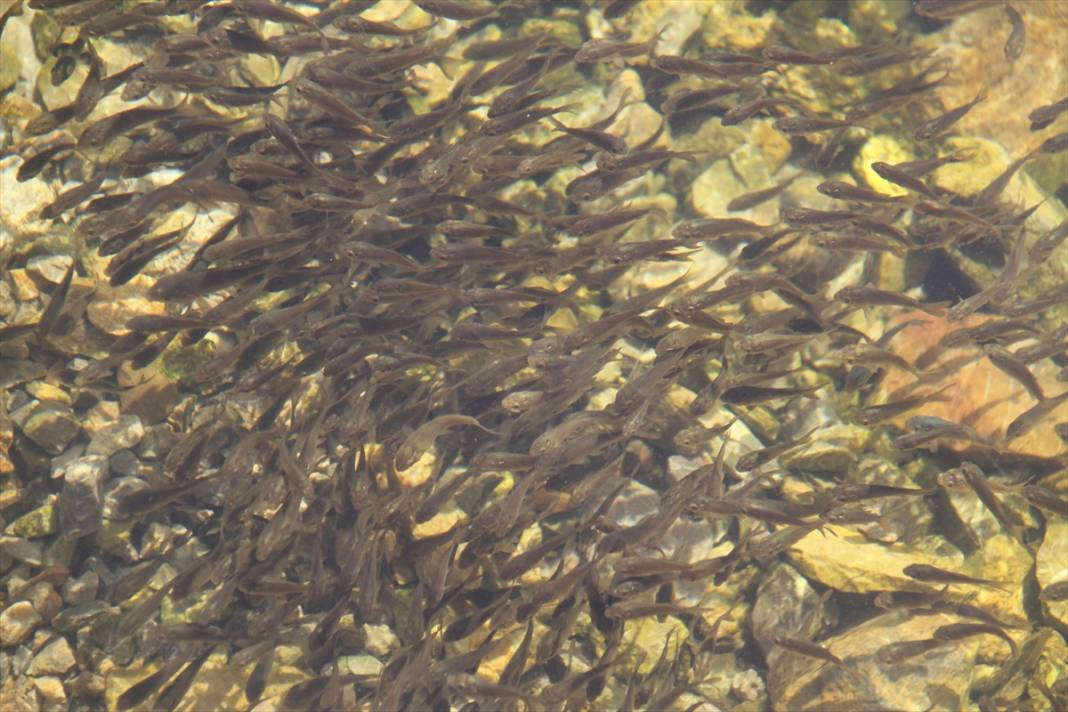Konya'daki göl ve göletlere 1 milyon yavru sazan balığı bırakıldı 10