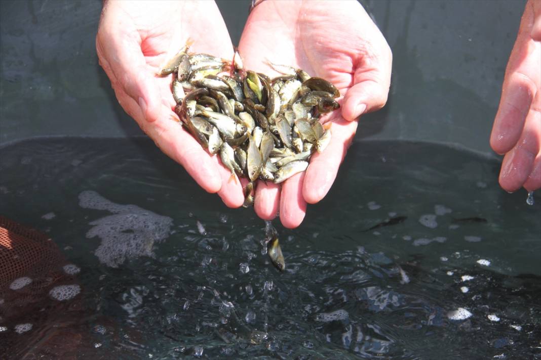 Konya'daki göl ve göletlere 1 milyon yavru sazan balığı bırakıldı 2