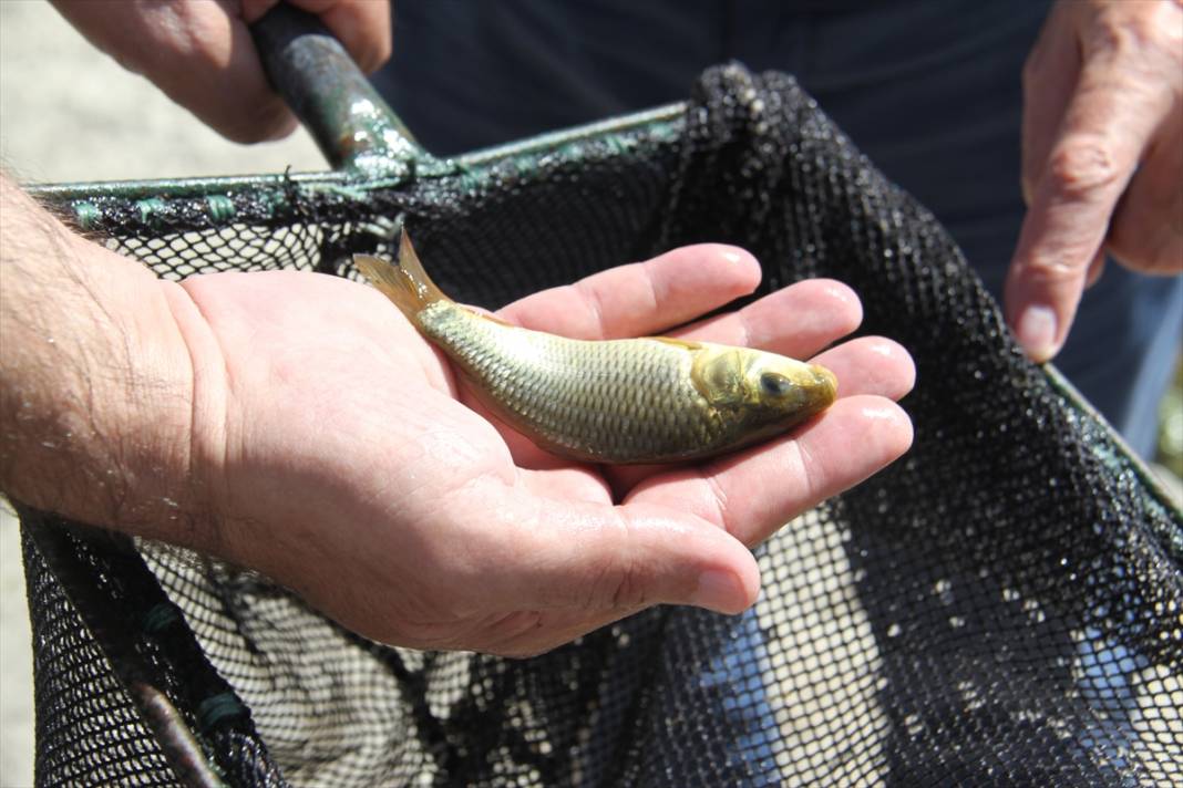 Konya'daki göl ve göletlere 1 milyon yavru sazan balığı bırakıldı 3
