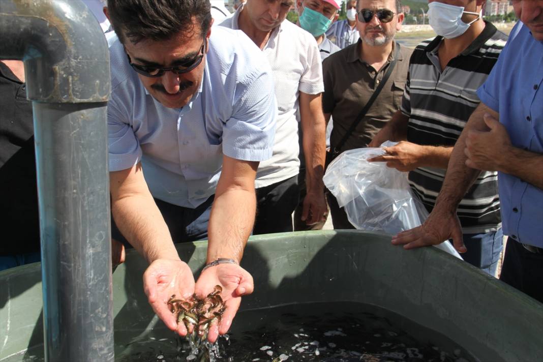 Konya'daki göl ve göletlere 1 milyon yavru sazan balığı bırakıldı 4