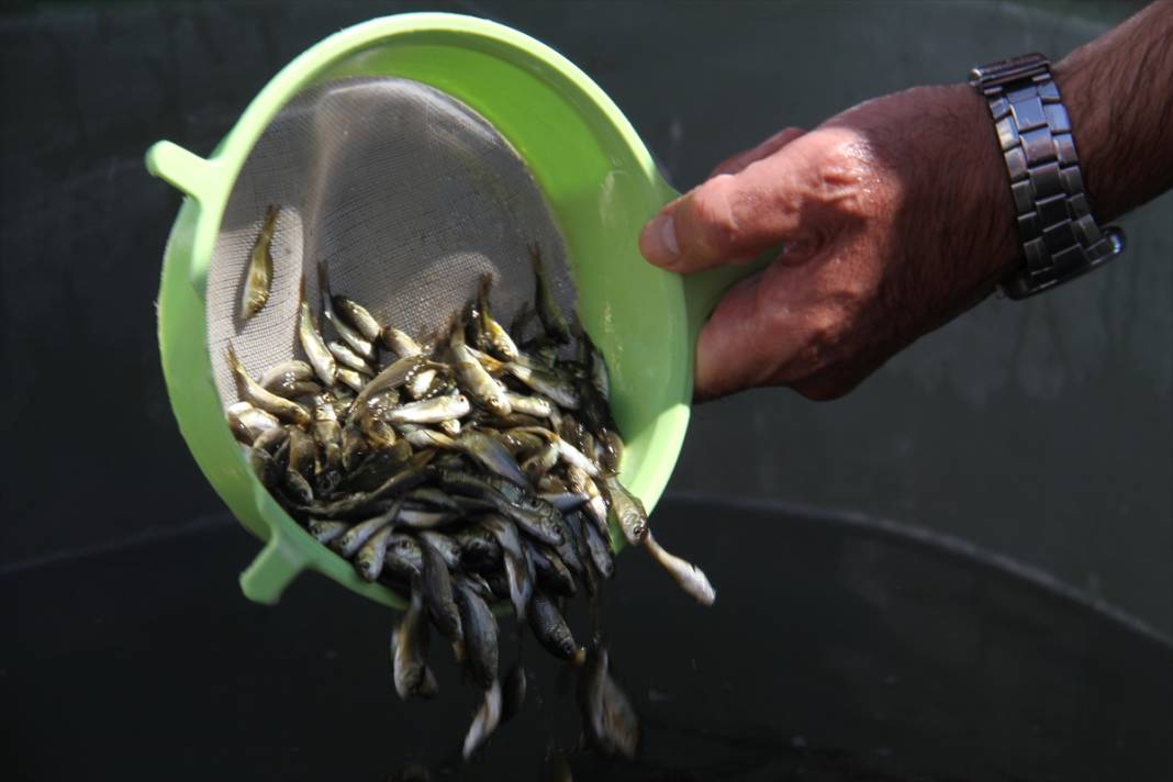Konya'daki göl ve göletlere 1 milyon yavru sazan balığı bırakıldı 5
