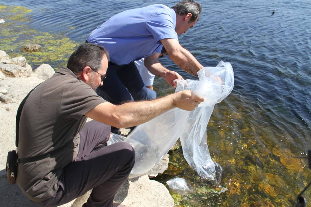 Konya'daki göl ve göletlere 1 milyon yavru sazan balığı bırakıldı 7