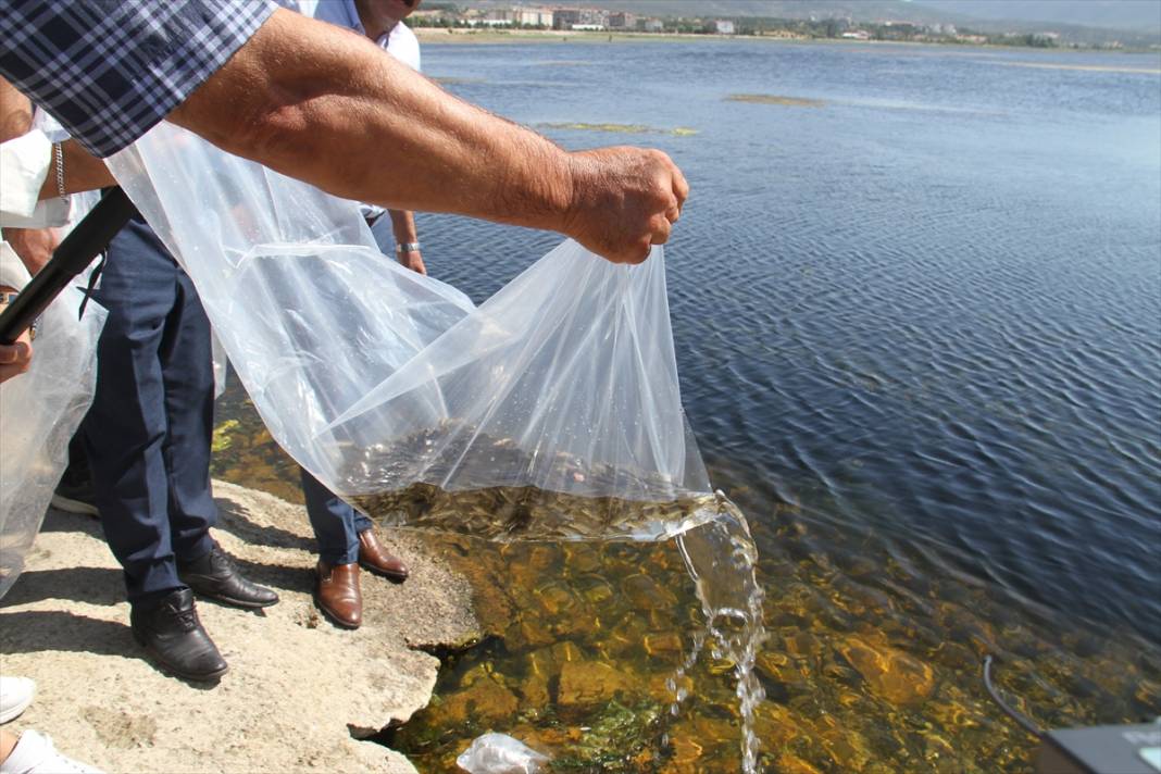 Konya'daki göl ve göletlere 1 milyon yavru sazan balığı bırakıldı 8
