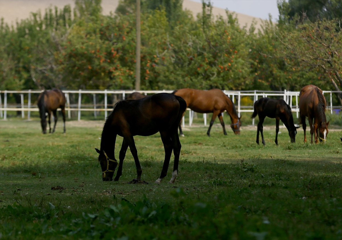 Konya'da şampiyon atların yaylası 10