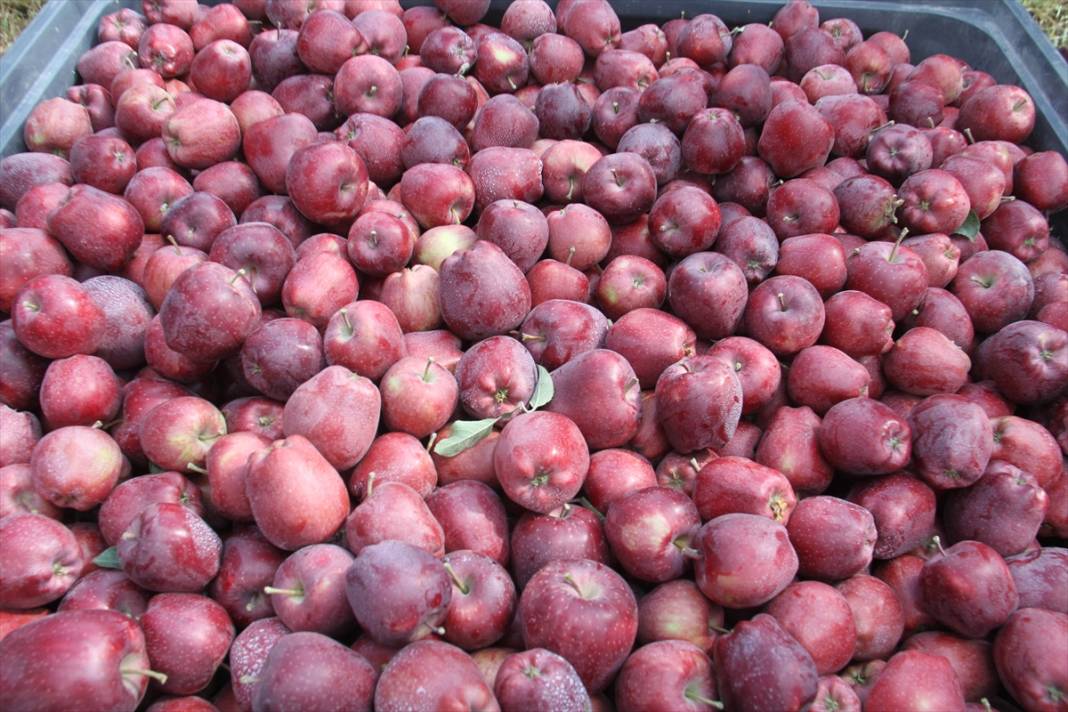 Konya'dan Asya ülkelerine elma ihracatı 1