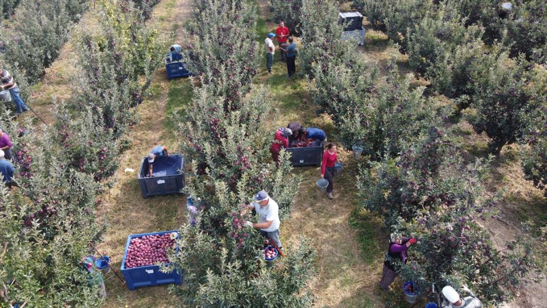 Konya'dan Asya ülkelerine elma ihracatı 12