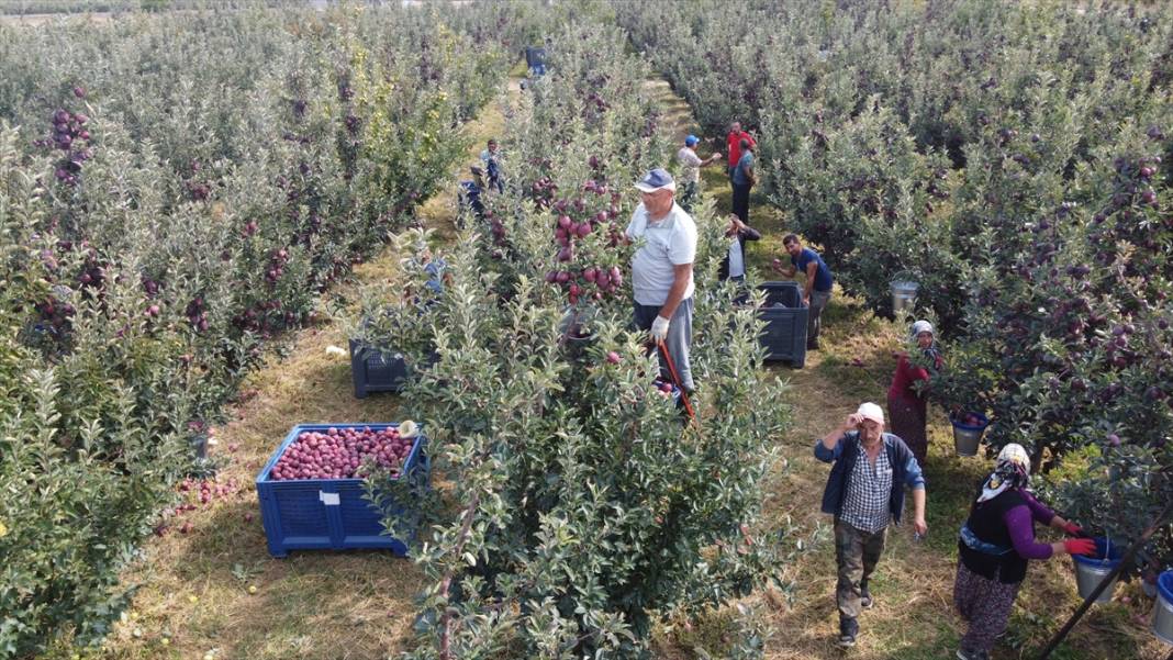 Konya'dan Asya ülkelerine elma ihracatı 13