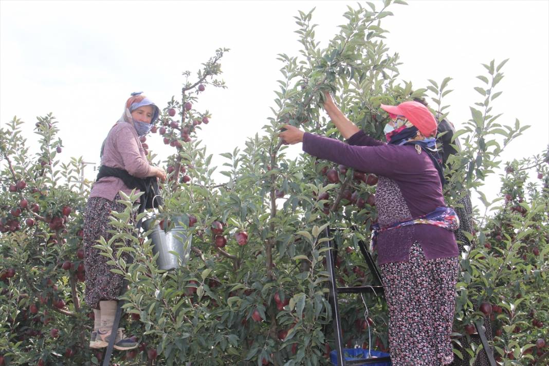 Konya'dan Asya ülkelerine elma ihracatı 16