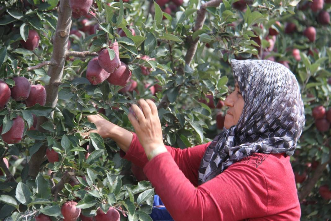 Konya'dan Asya ülkelerine elma ihracatı 17