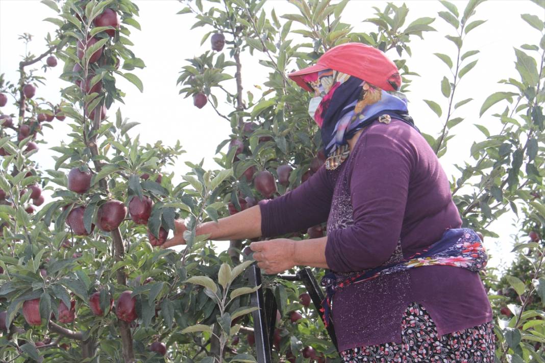 Konya'dan Asya ülkelerine elma ihracatı 18