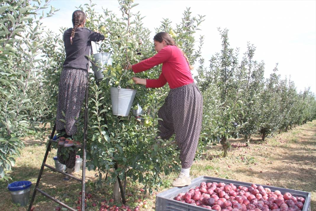 Konya'dan Asya ülkelerine elma ihracatı 19